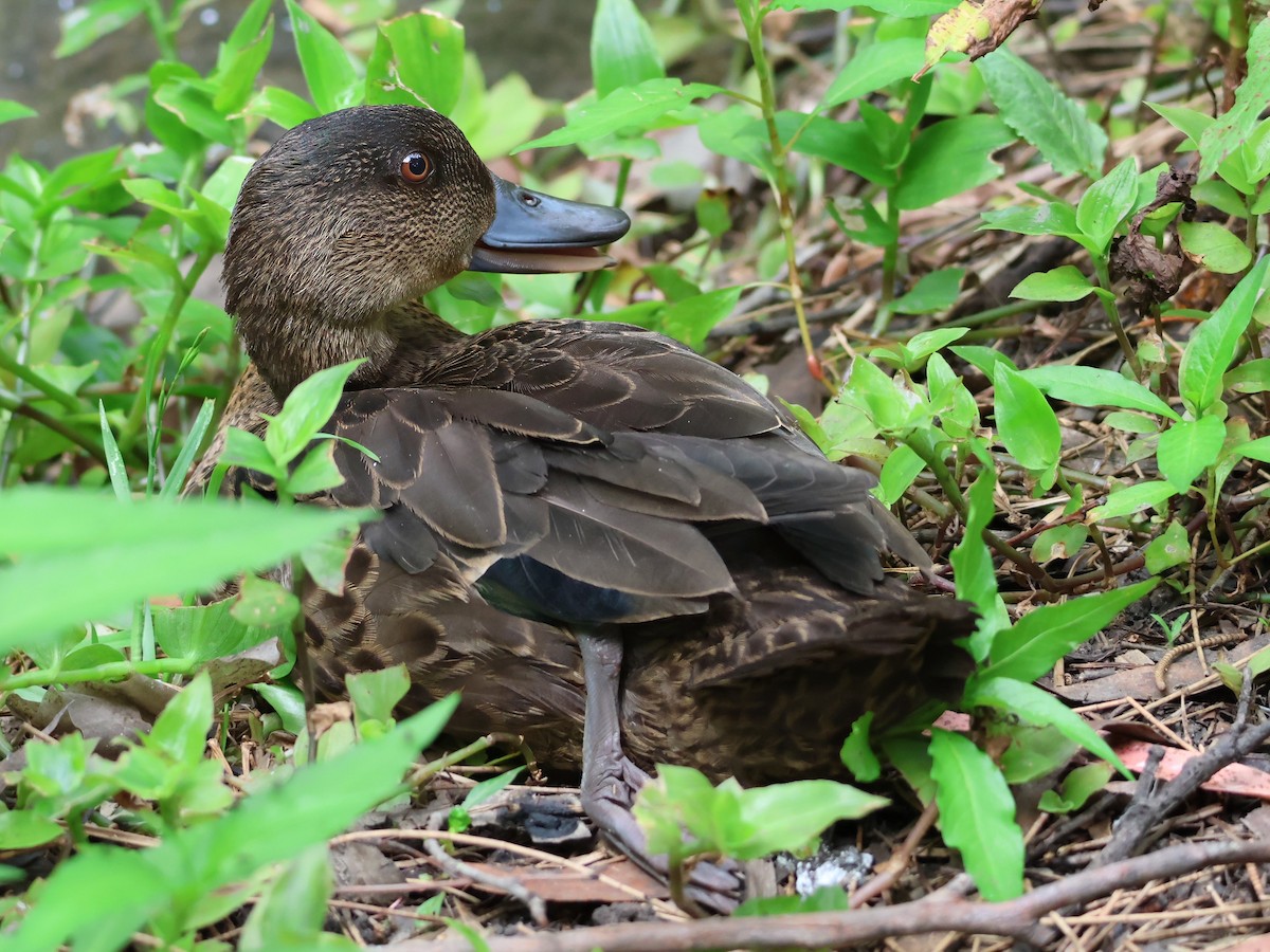 Chestnut Teal - ML625938421