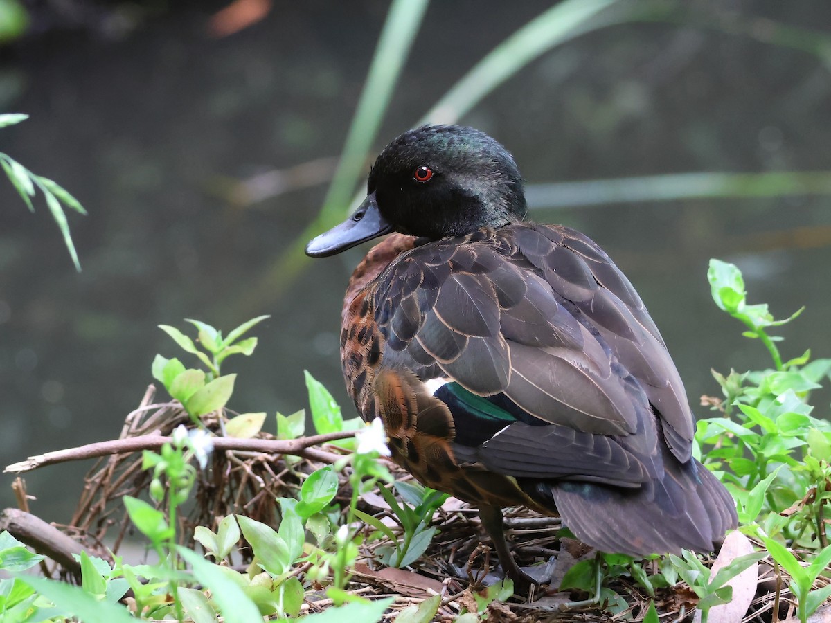 Chestnut Teal - ML625938422