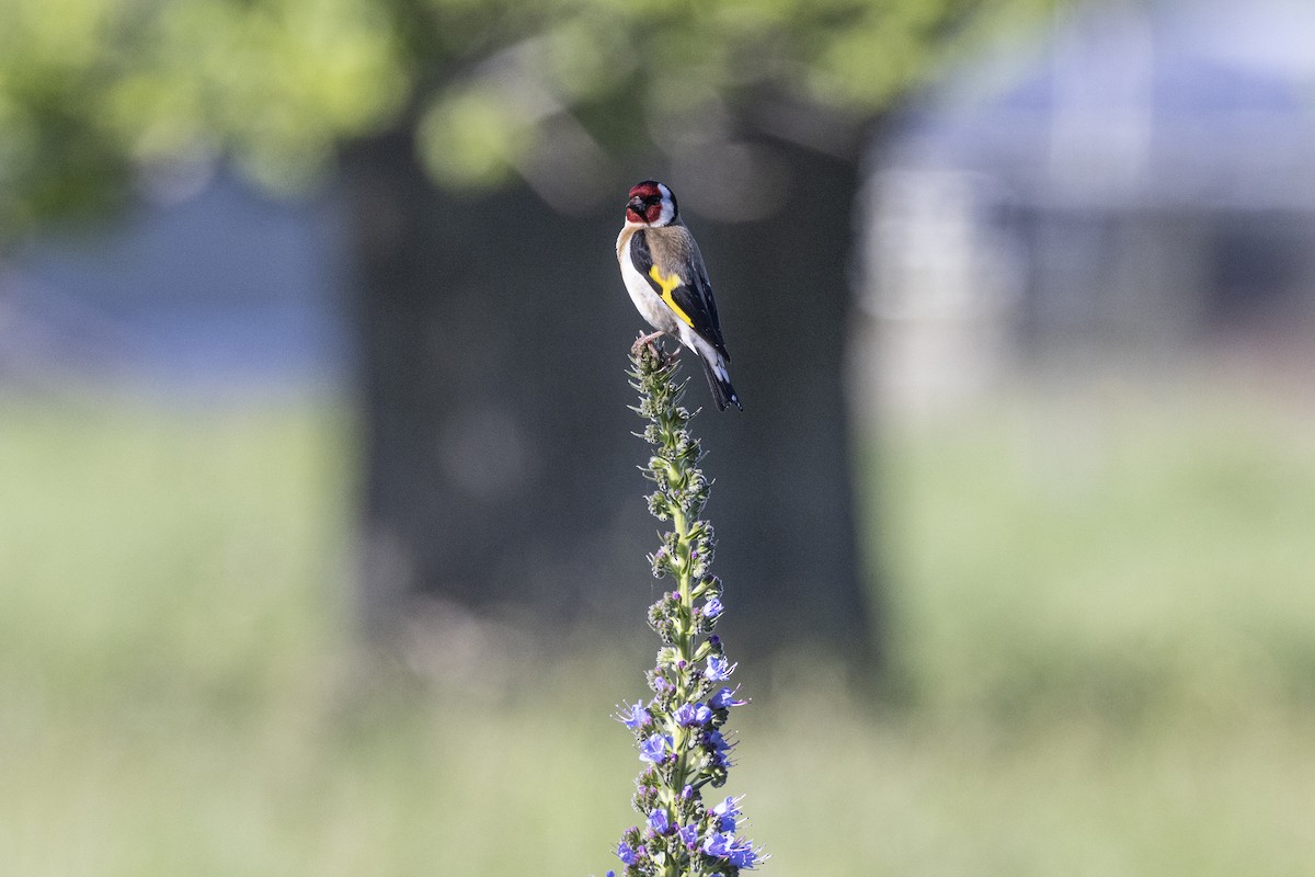 European Goldfinch - ML625938429
