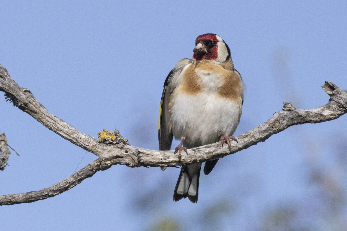 European Goldfinch - ML625938430