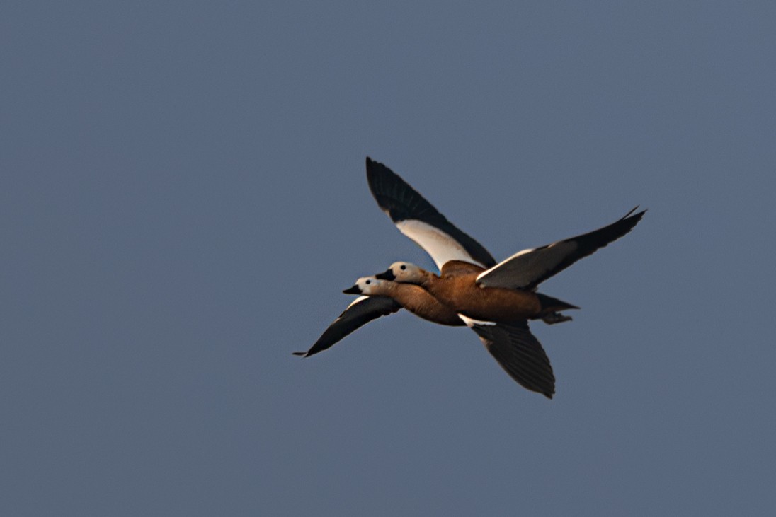 Ruddy Shelduck - ML625938487