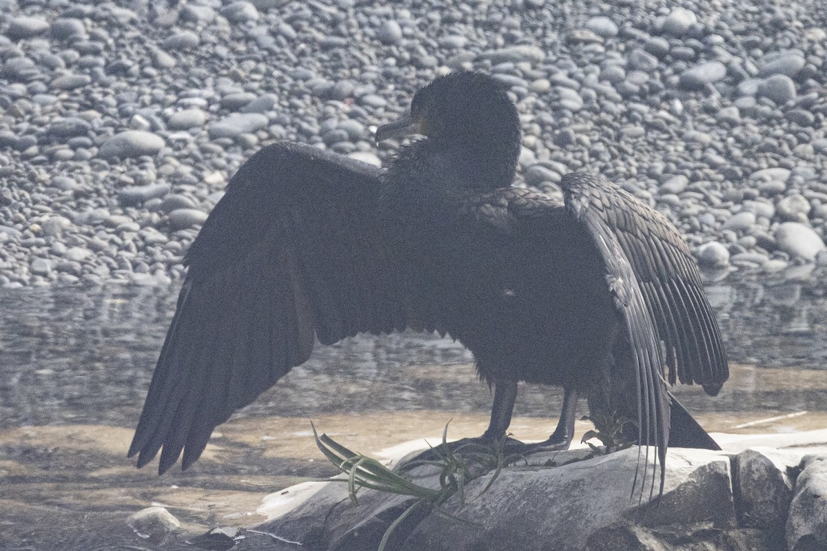 Great Cormorant - ML625938576