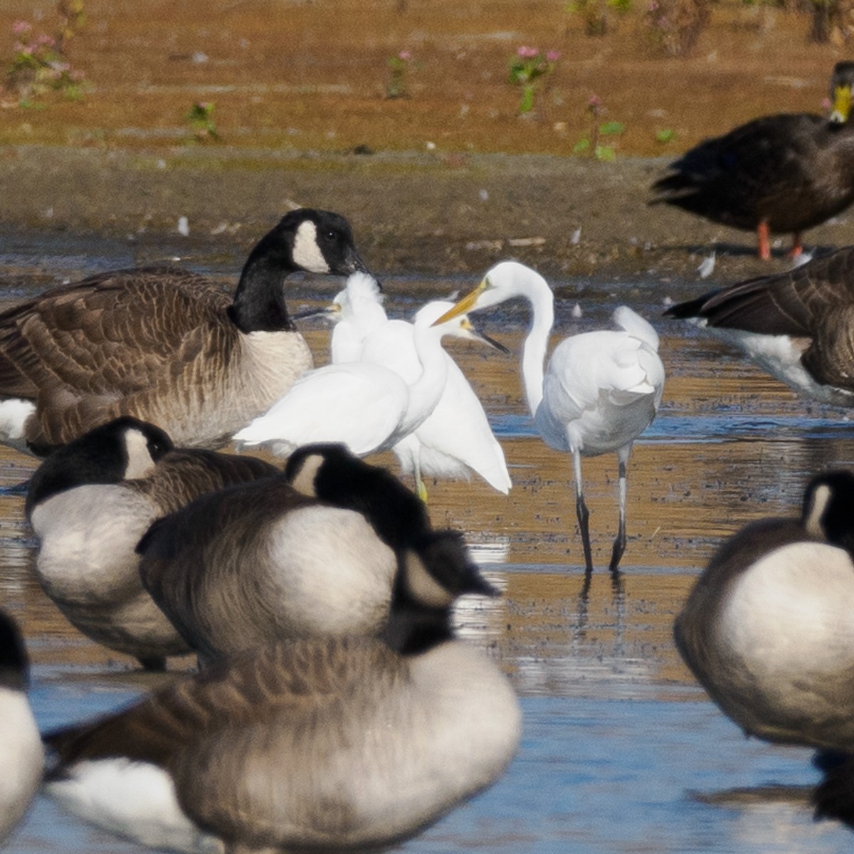 Snowy Egret - ML625938603