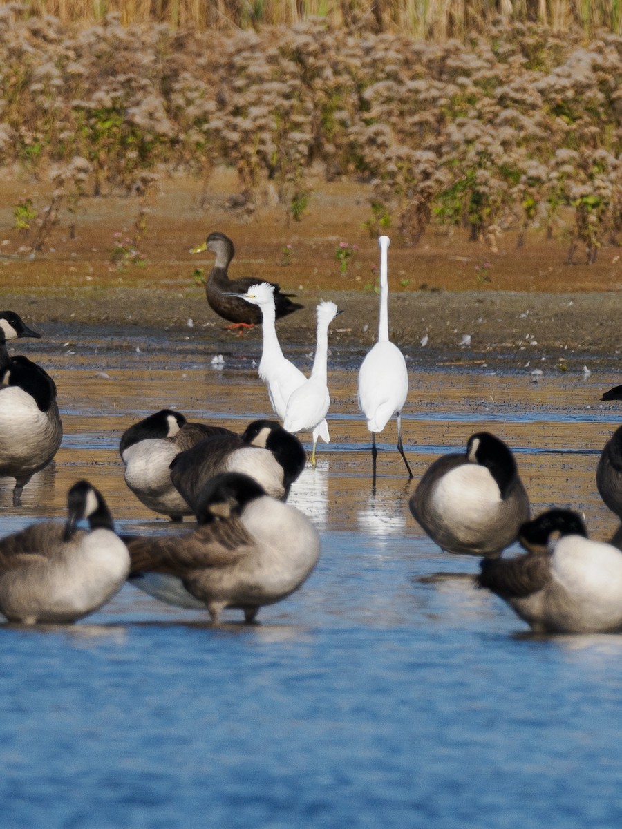 Snowy Egret - ML625938604