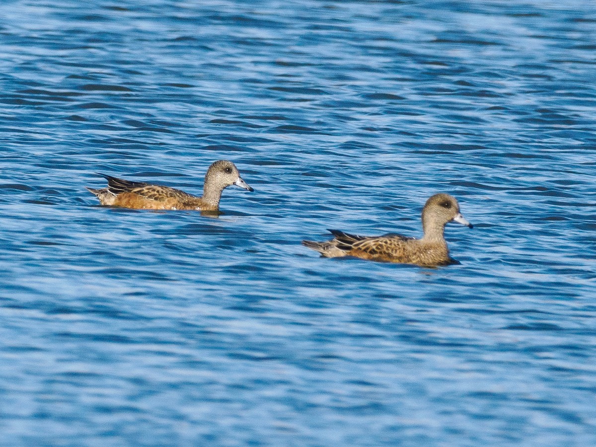 American Wigeon - ML625938667