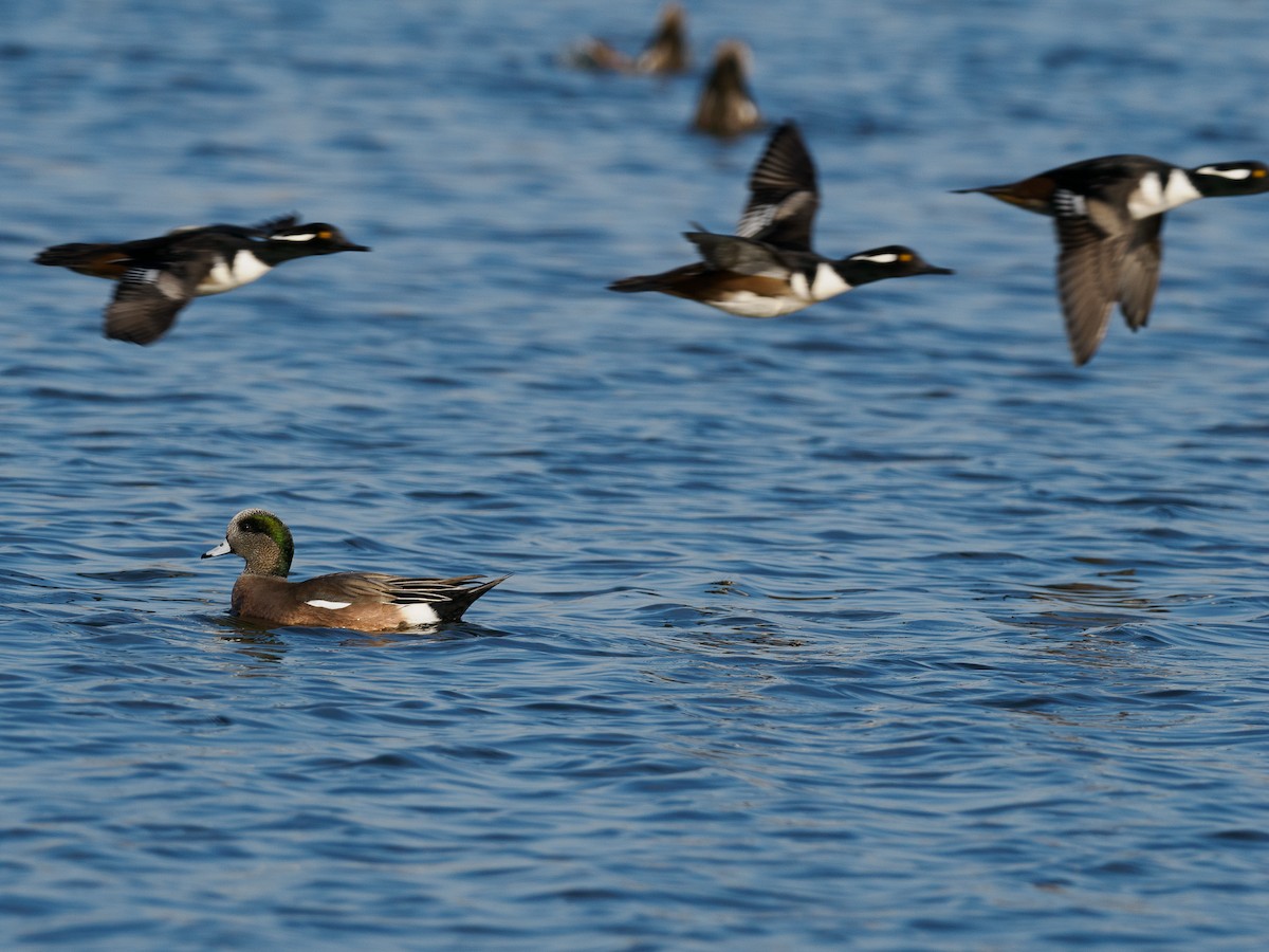 American Wigeon - ML625938679