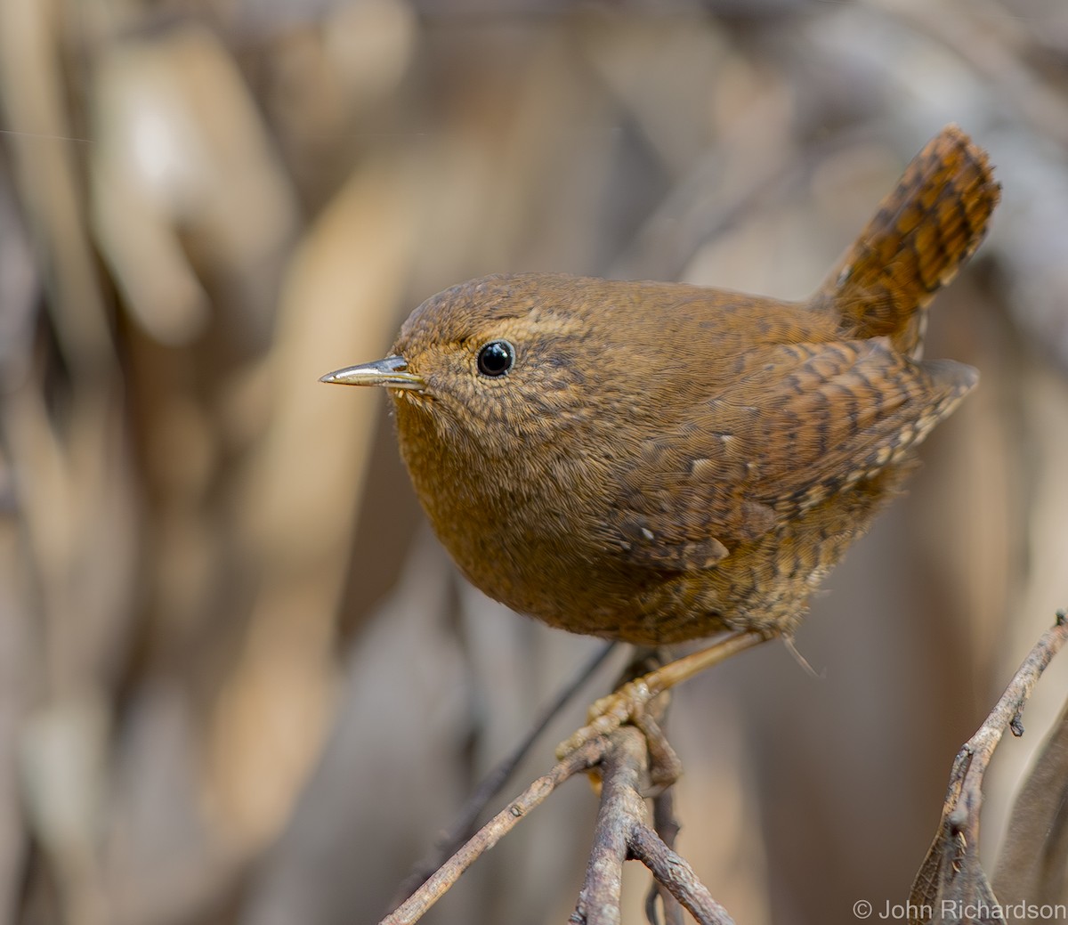 Pacific Wren - ML625938744