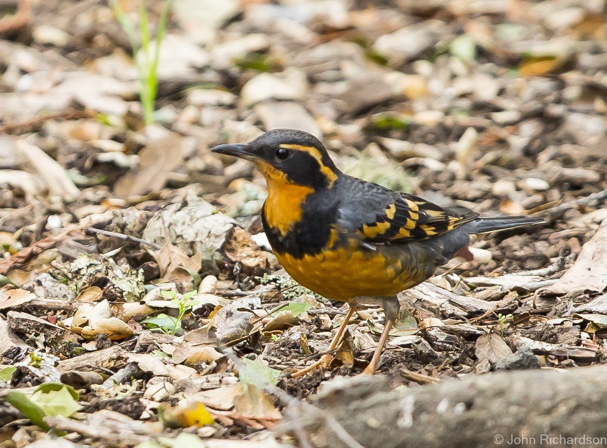 Varied Thrush - ML625938759