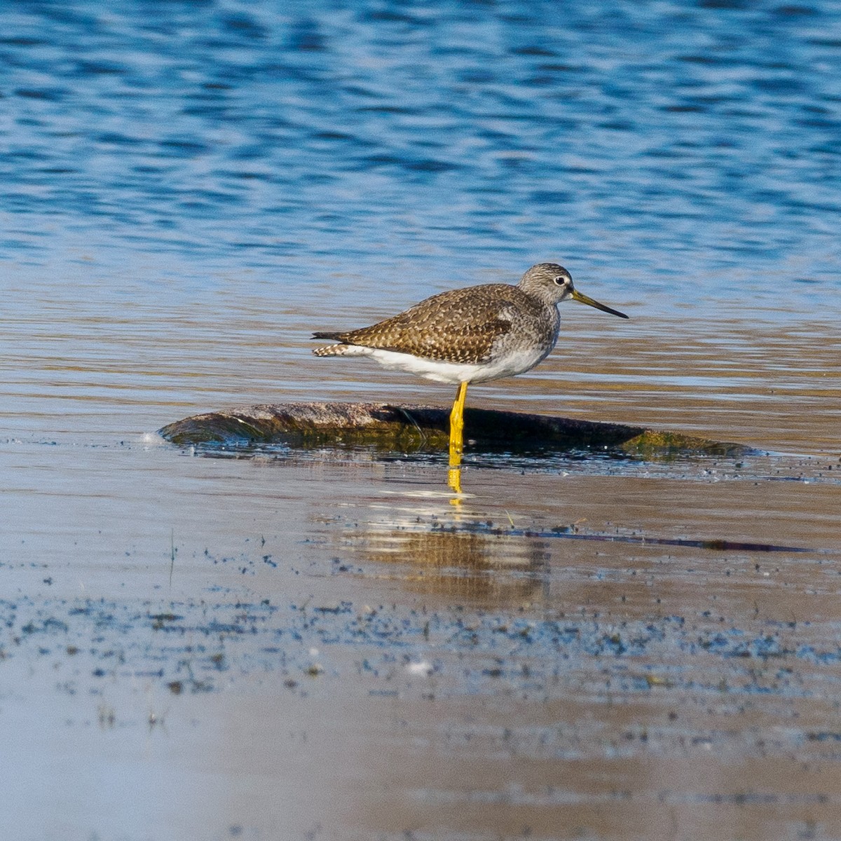 Greater Yellowlegs - ML625938785