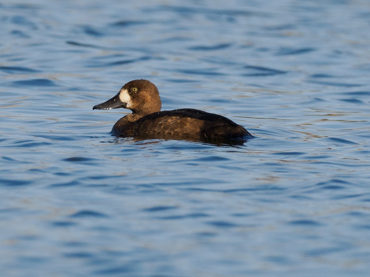 Greater Scaup - ML625938806