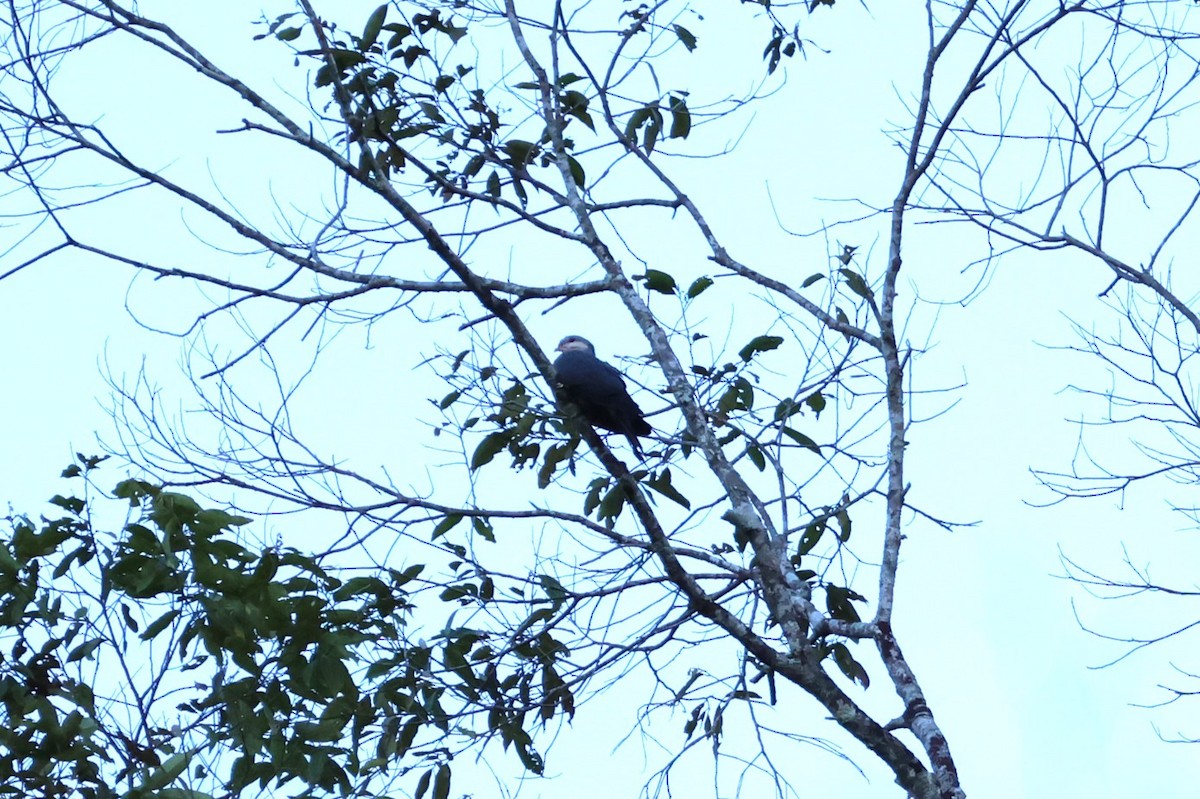 Seram Mountain-Pigeon - ML625938823