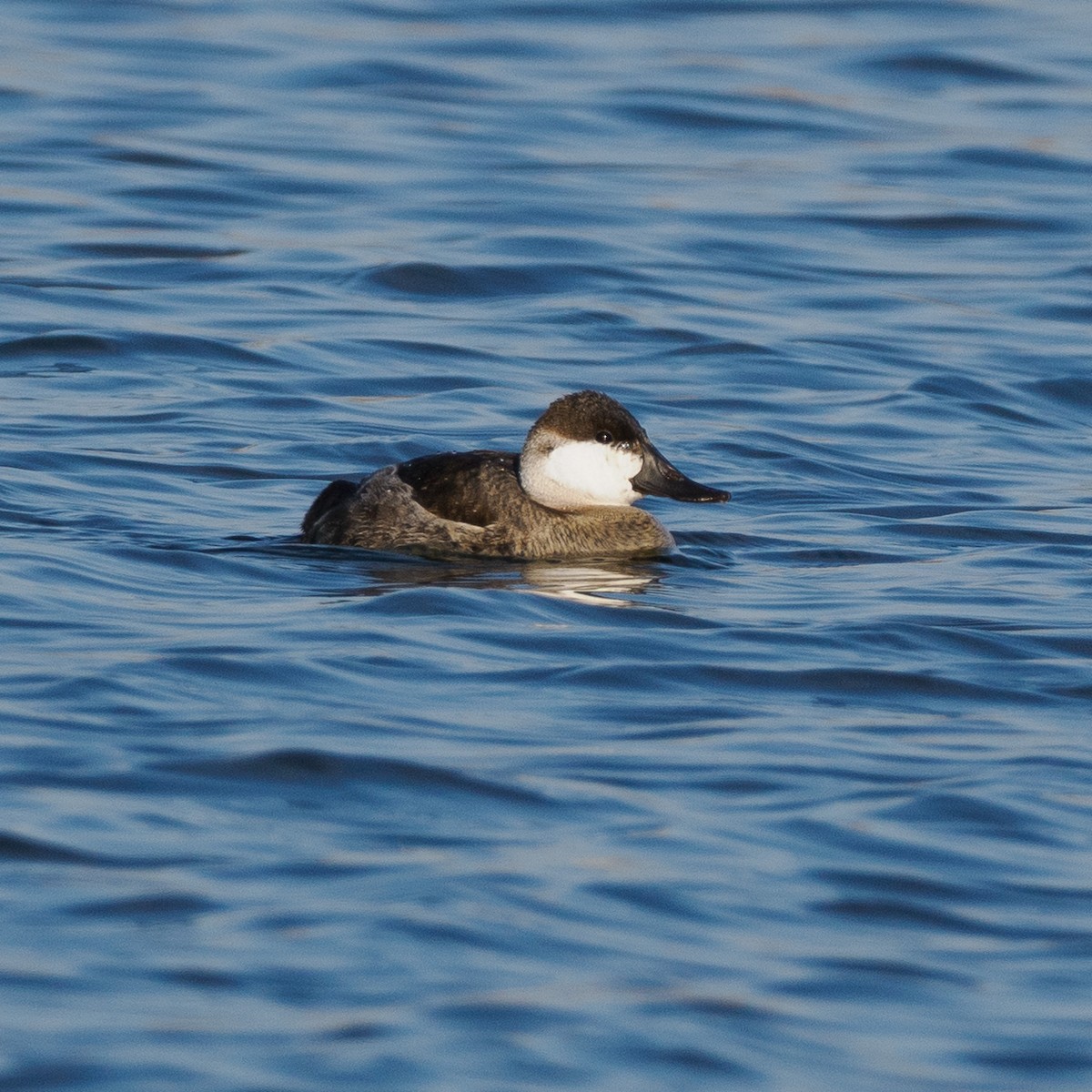 Ruddy Duck - ML625938825