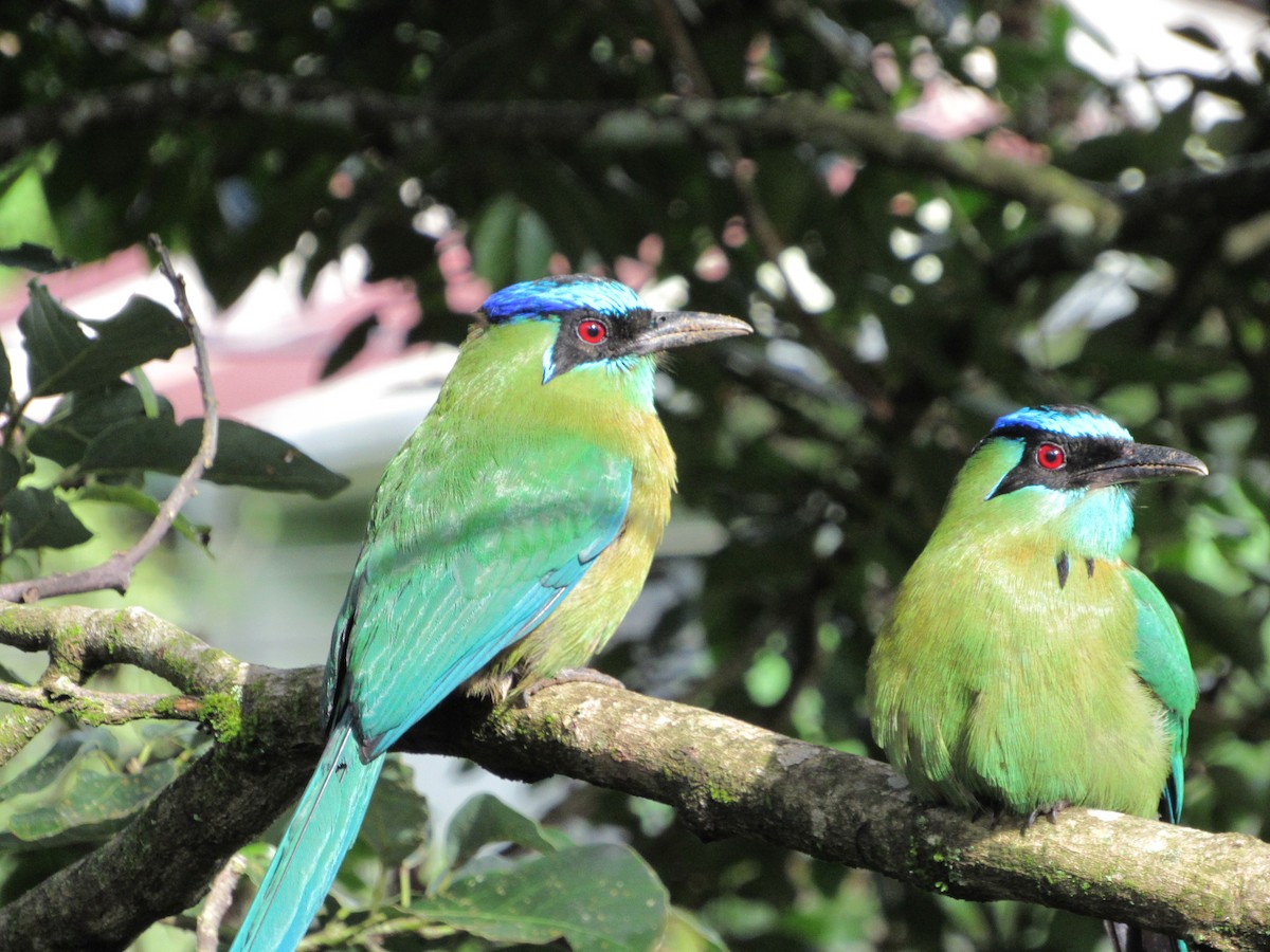 Lesson's Motmot - ML625938938