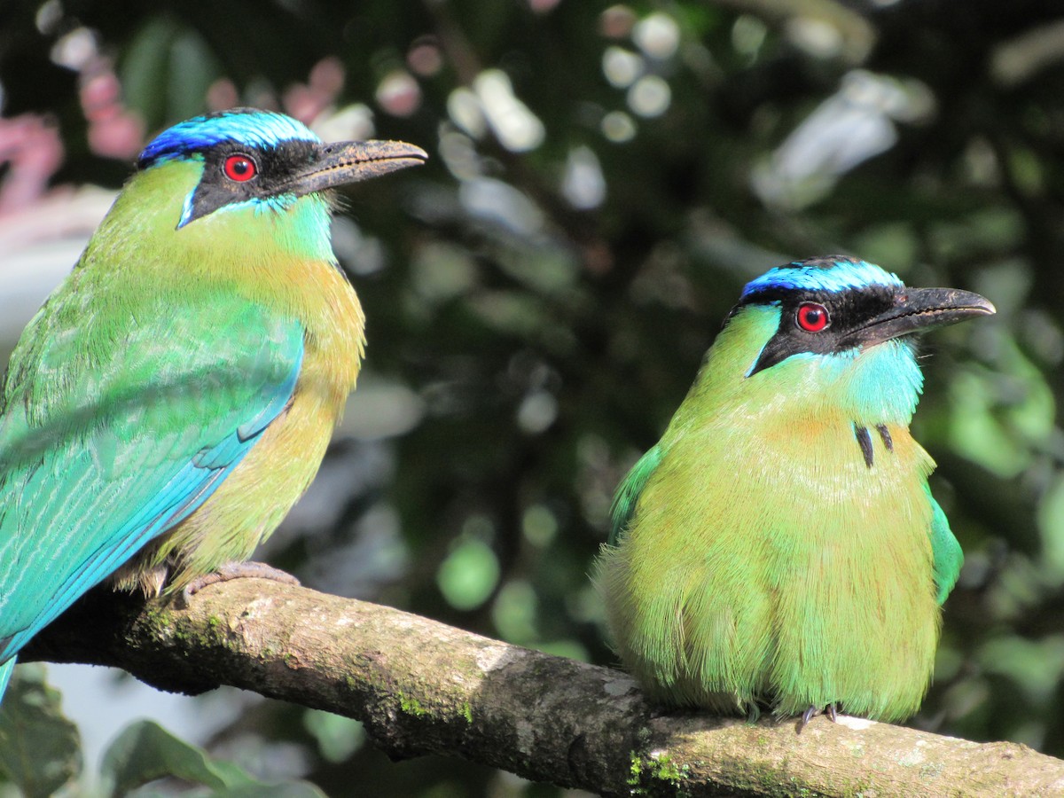 Lesson's Motmot - ML625938939