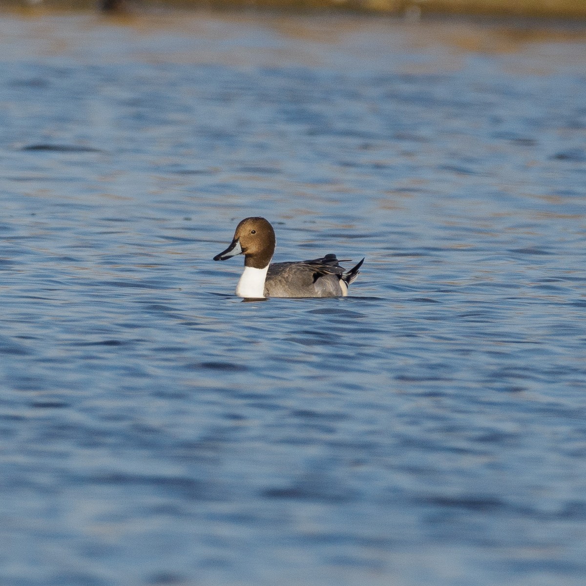 Northern Pintail - ML625938991