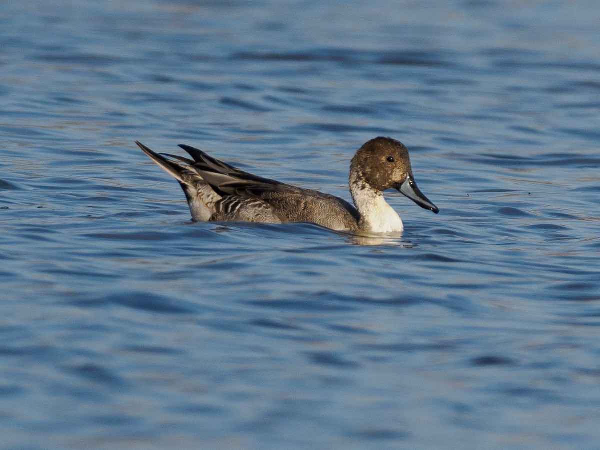 Northern Pintail - ML625938992