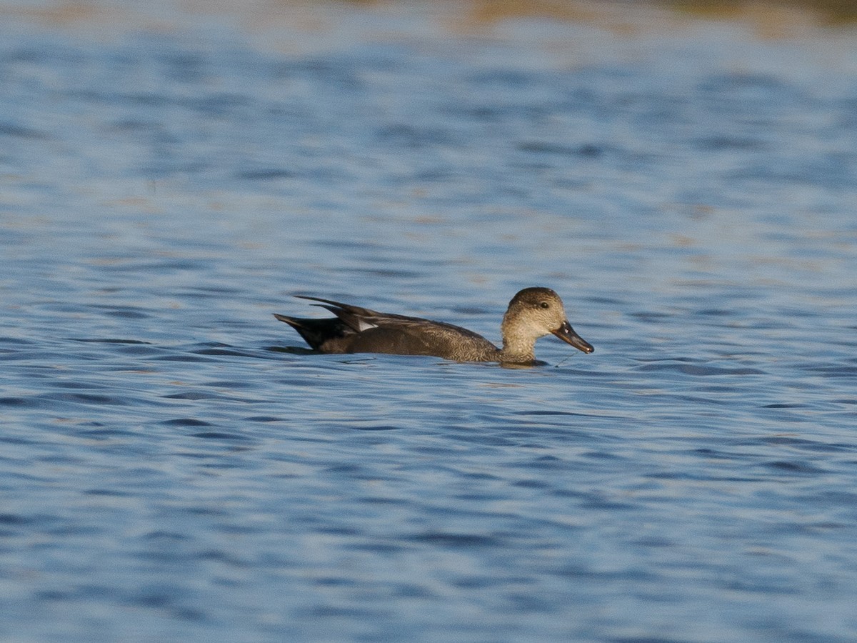 Gadwall - ML625938995