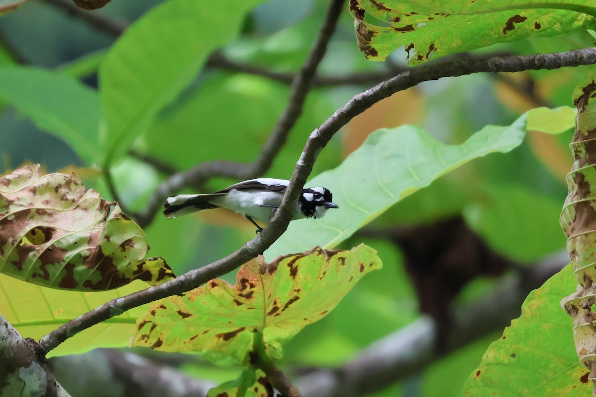 White-naped Monarch - ML625939026