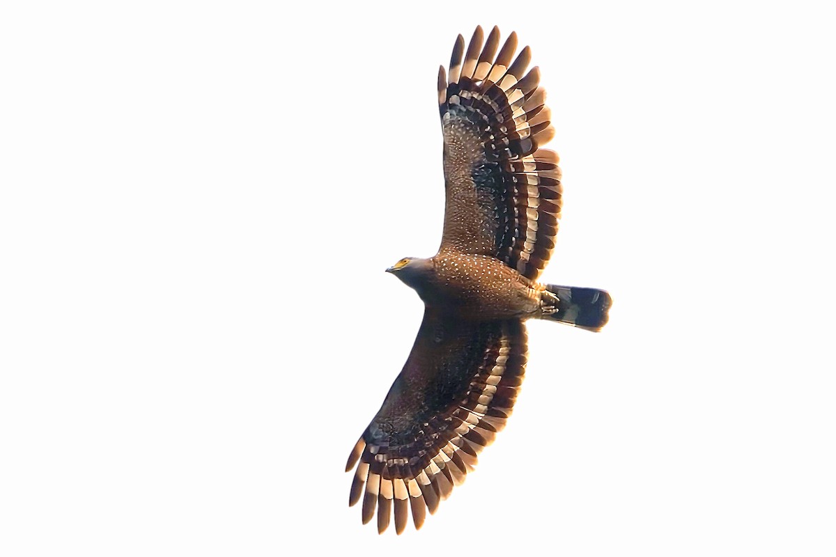 Philippine Serpent-Eagle - ML625939106