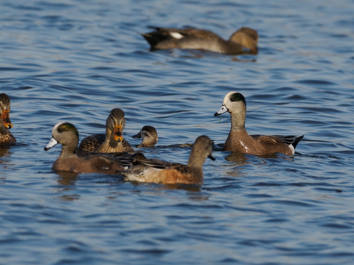 American Wigeon - ML625939107