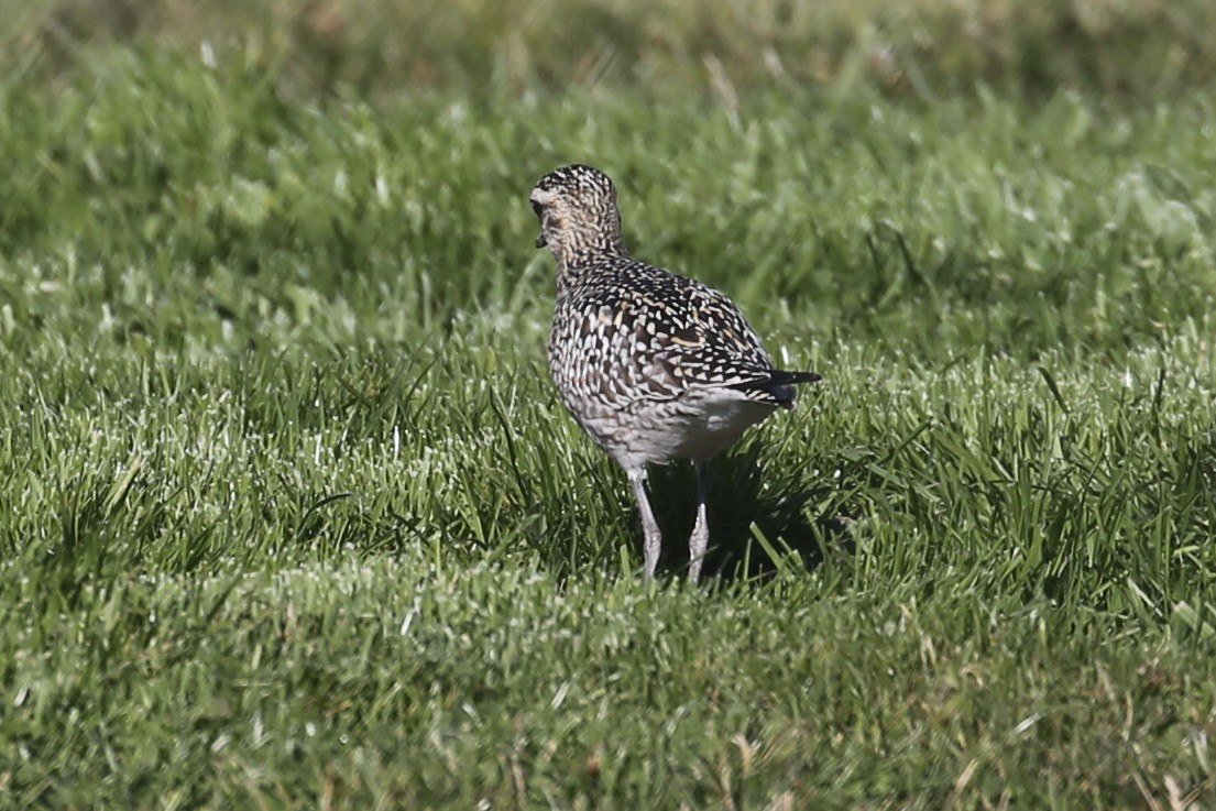 Pacific Golden-Plover - ML625939277