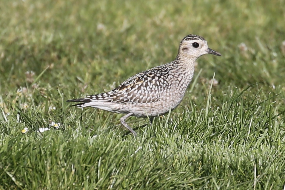 Pacific Golden-Plover - ML625939278