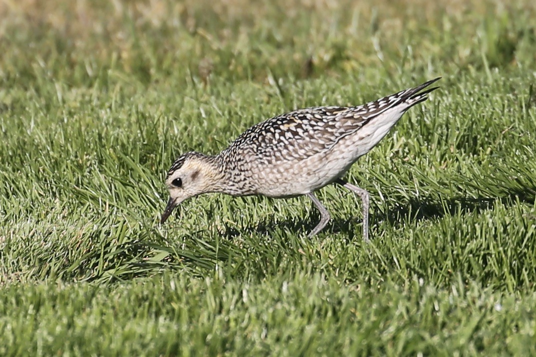 Pacific Golden-Plover - ML625939279