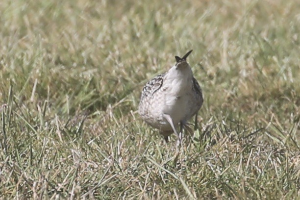 Pacific Golden-Plover - ML625939280