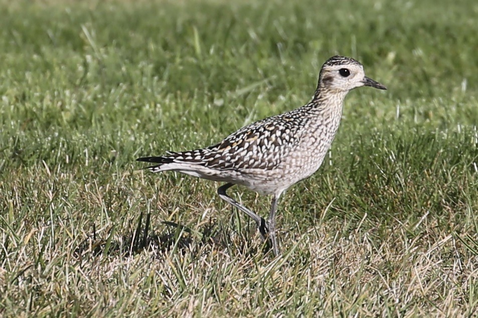 Pacific Golden-Plover - ML625939283