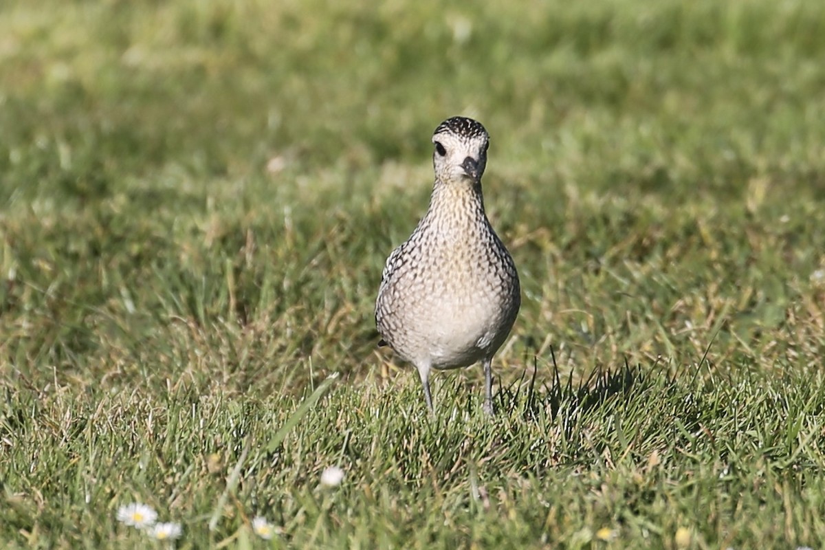 Pacific Golden-Plover - ML625939284