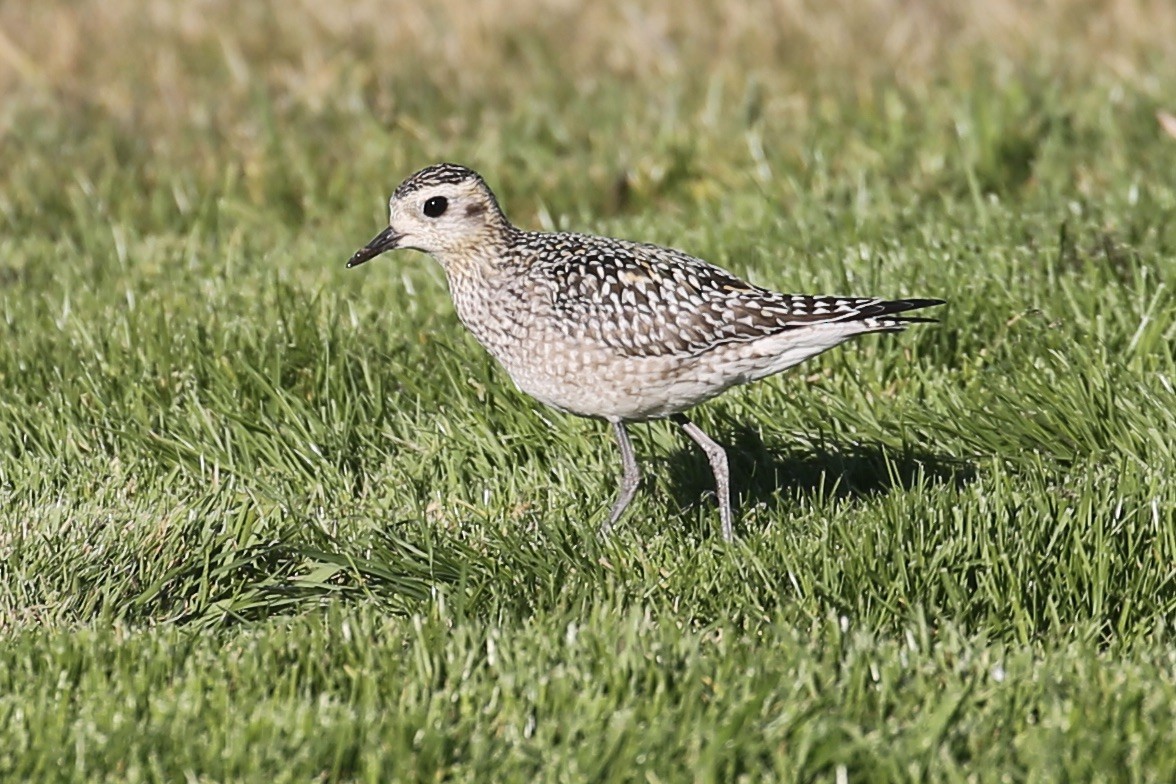 Pacific Golden-Plover - ML625939285