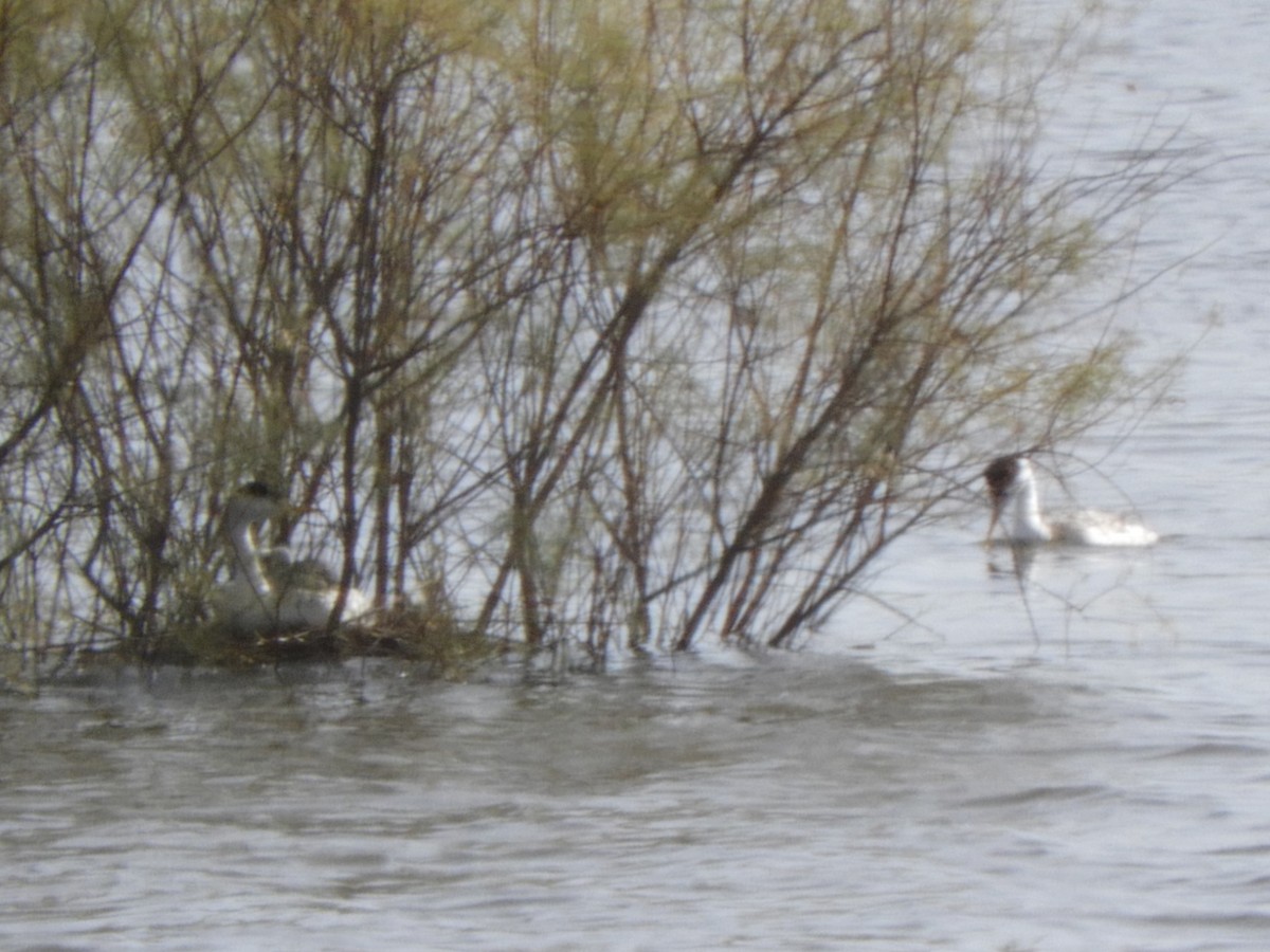 Clark's Grebe - Julie Szabo