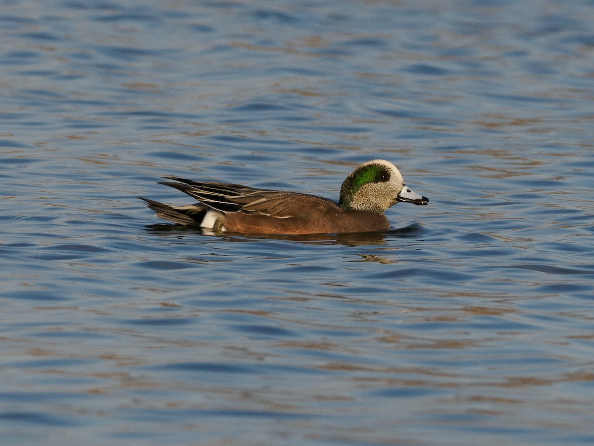 American Wigeon - ML625939350