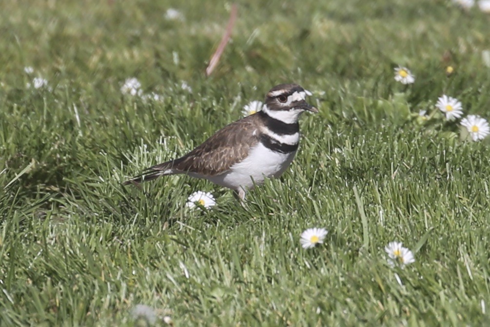 Killdeer - ML625939410