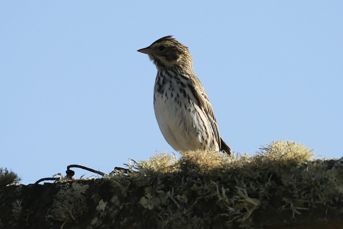 Savannah Sparrow - ML625939478