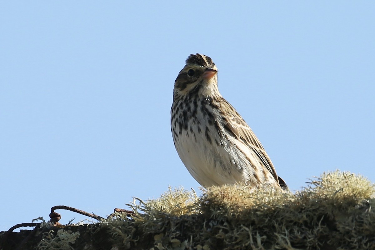 Savannah Sparrow - ML625939479