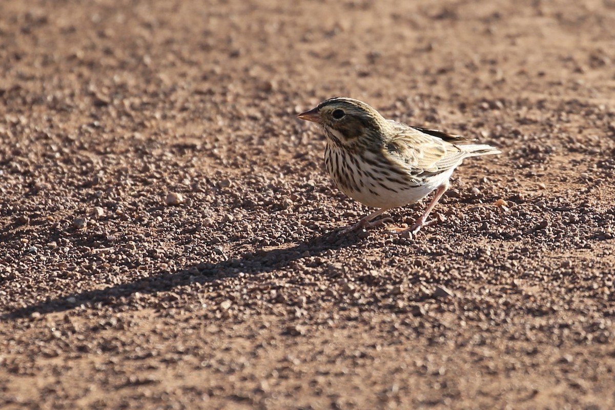 Savannah Sparrow - ML625939480