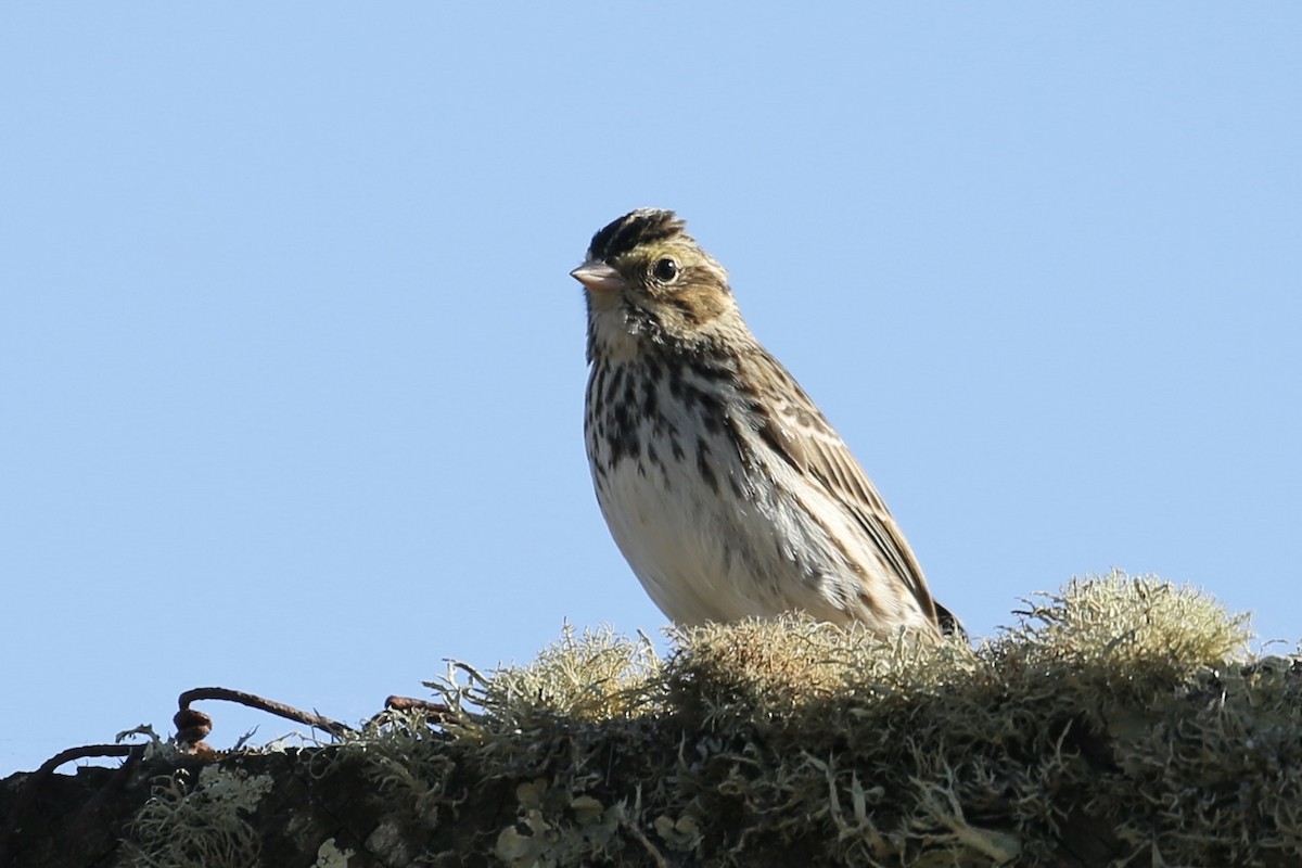 Savannah Sparrow - ML625939481