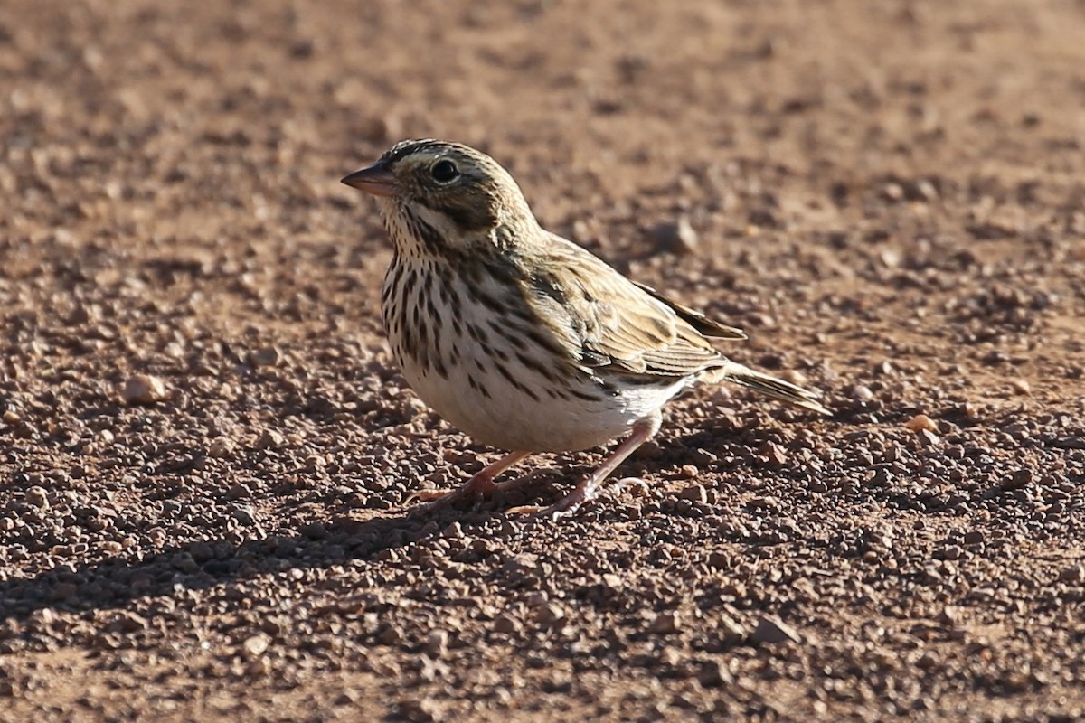 Savannah Sparrow - ML625939482