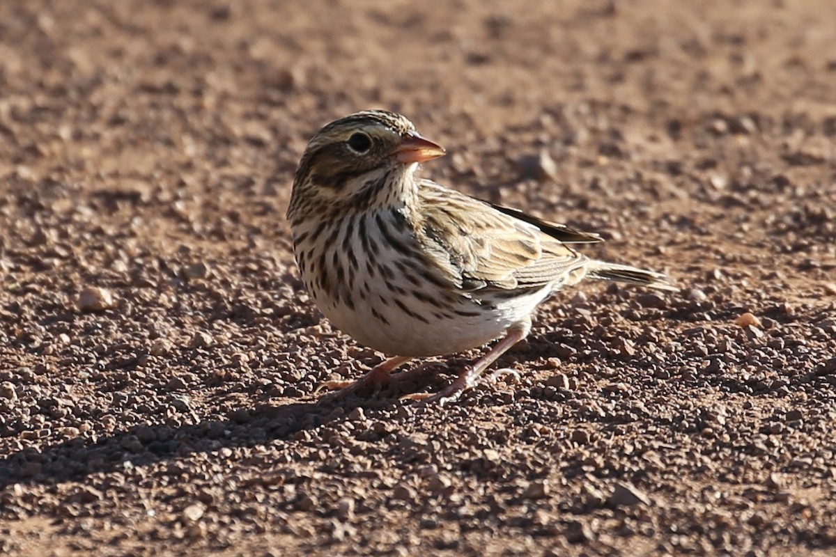 Savannah Sparrow - ML625939483