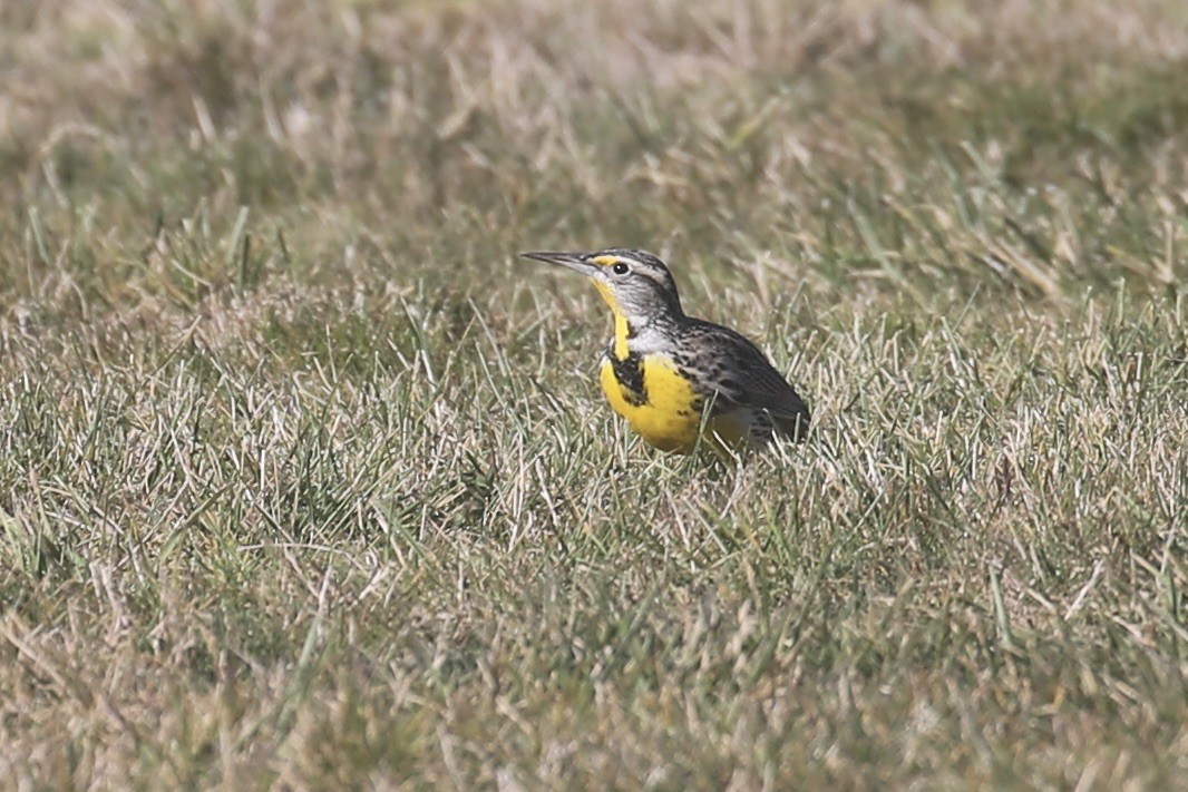 Western Meadowlark - ML625939498