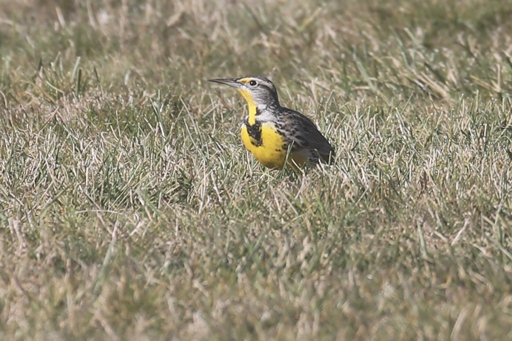 Western Meadowlark - ML625939499