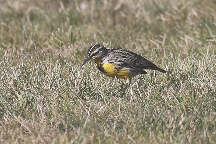 Western Meadowlark - ML625939500