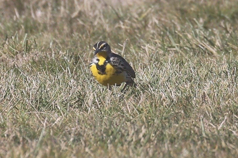 Western Meadowlark - ML625939501