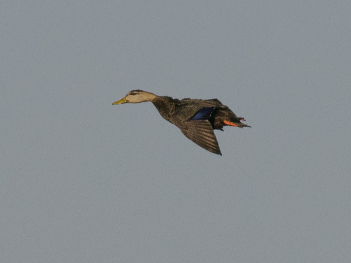 American Black Duck - ML625939511