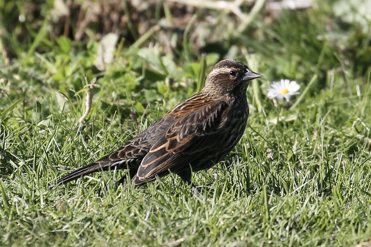 Red-winged Blackbird - ML625939512