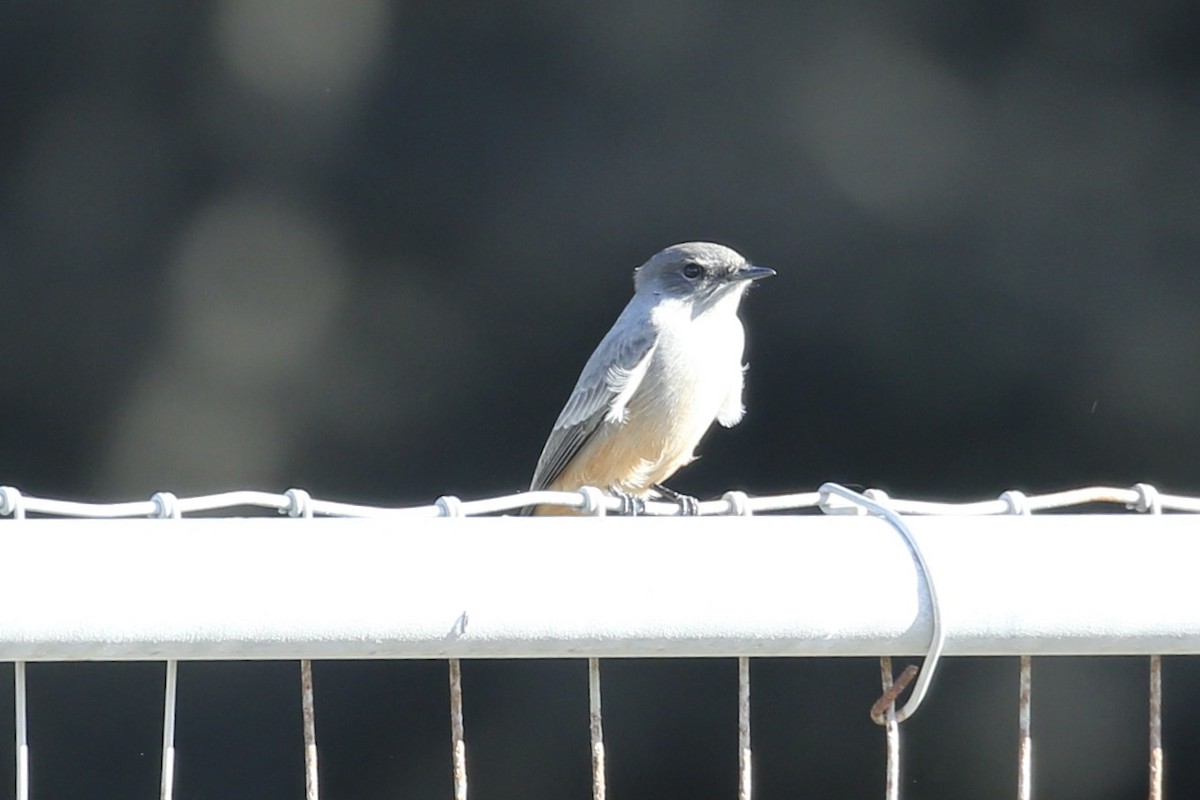 Say's Phoebe - ML625939603