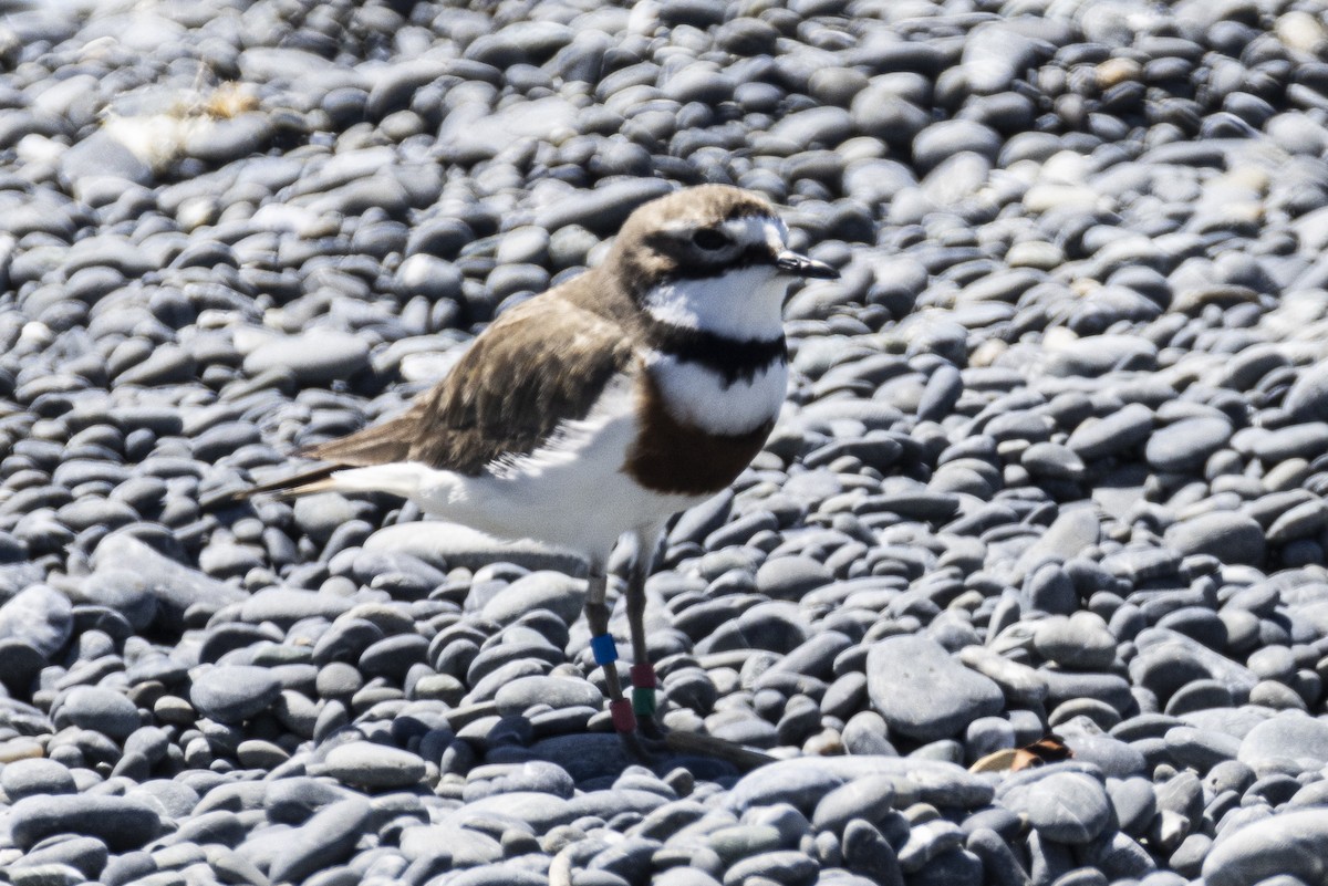 Double-banded Plover - ML625939607