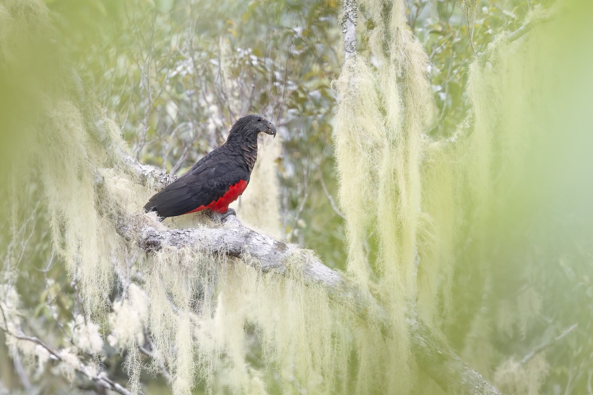 Pesquet's Parrot - ML625939659