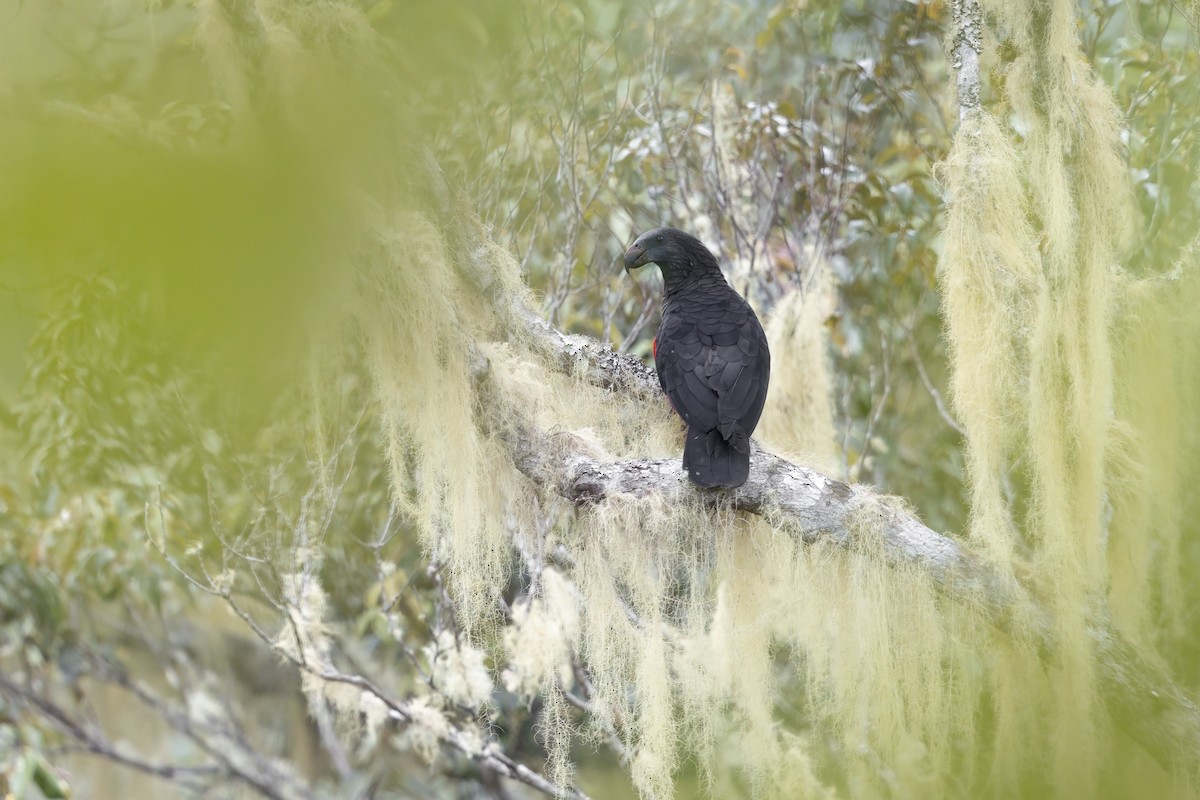 Pesquet's Parrot - ML625939660